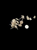 Cercei Argint cu Melc