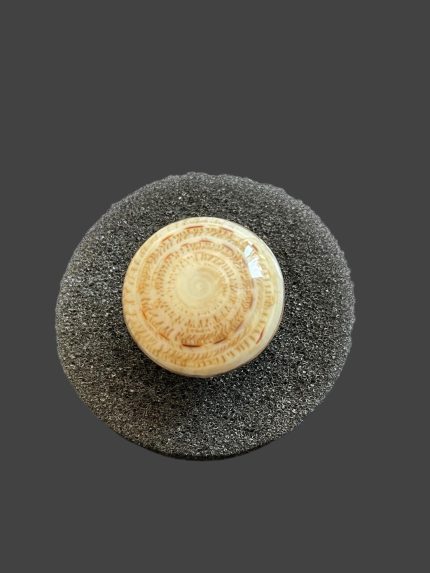 Inel Argint cu Scoica Exotica